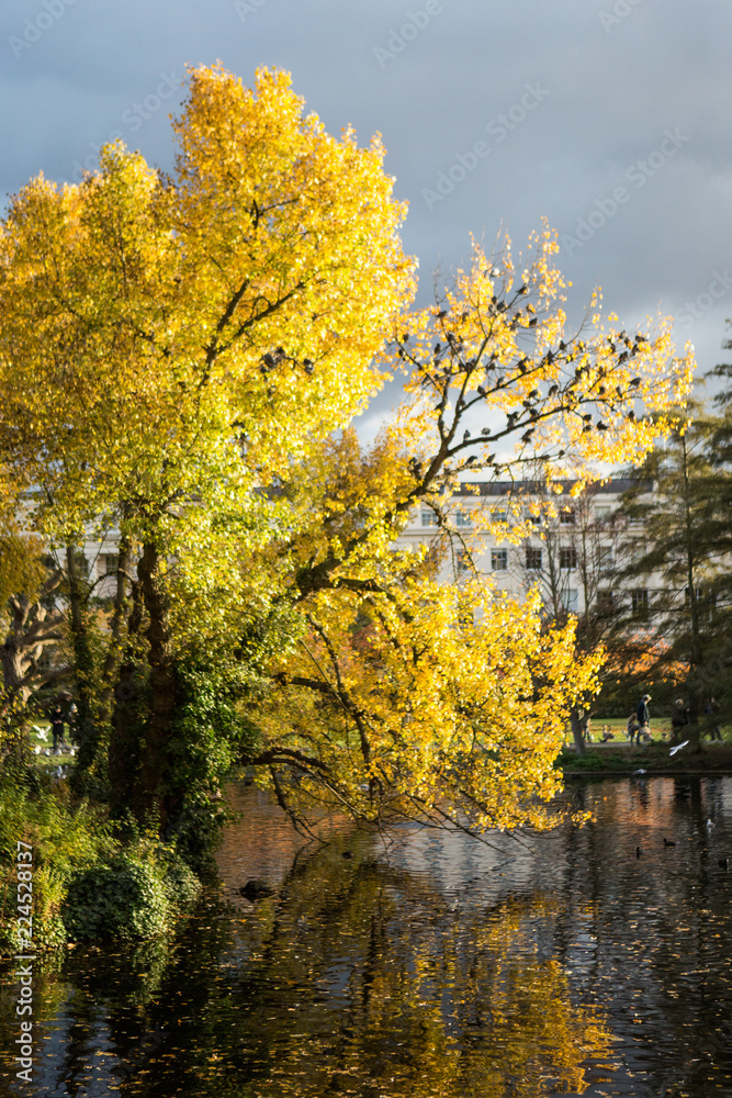 Autumn trees Autumn trees