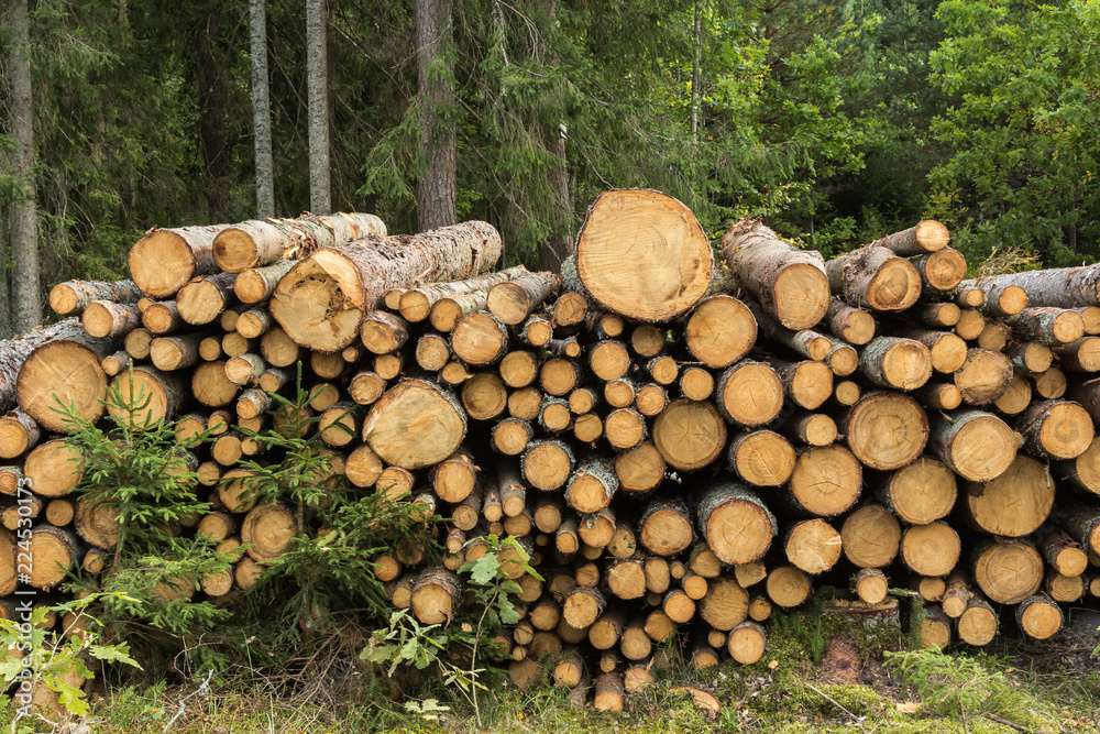  felled trees in the forest ready for transport. Timber industrial background