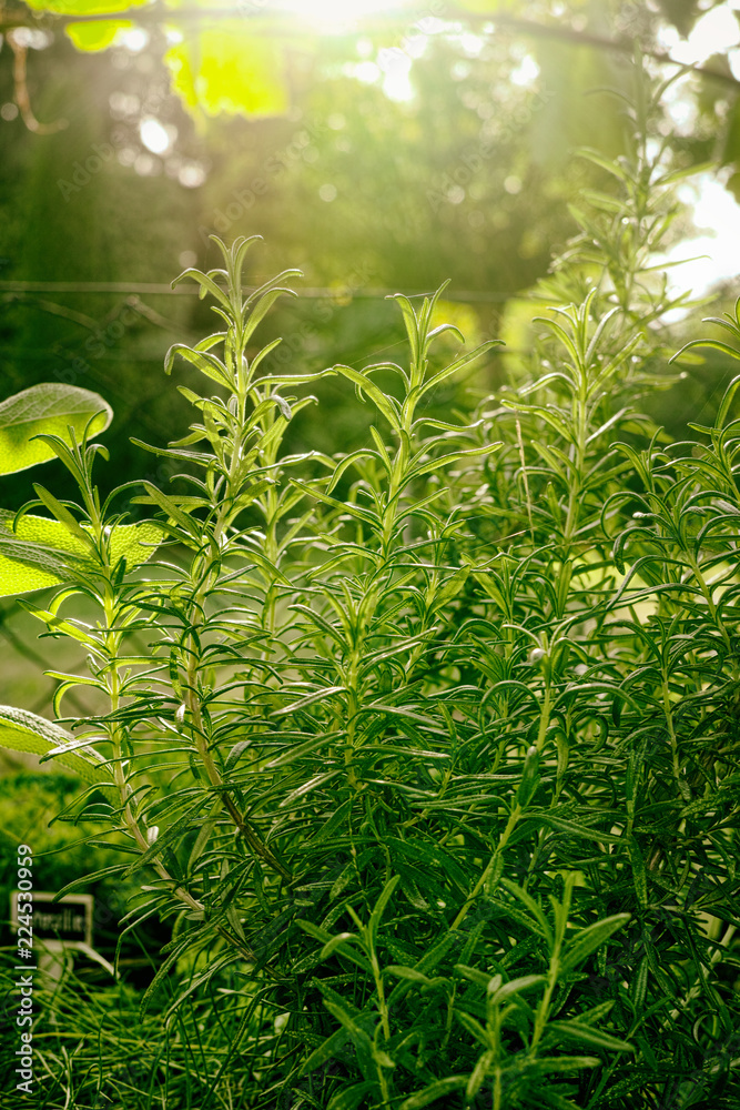 Bio Rosmarin, nachhaltig im Garten Bio Rosmarin, nachhaltig im Garten