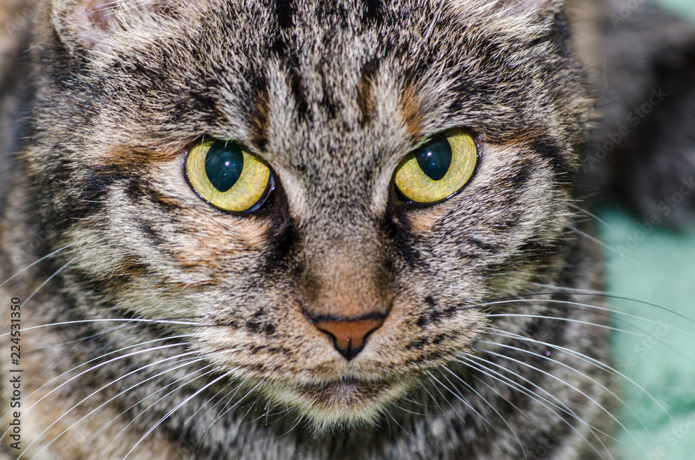 cat with yellow eyes, close-up