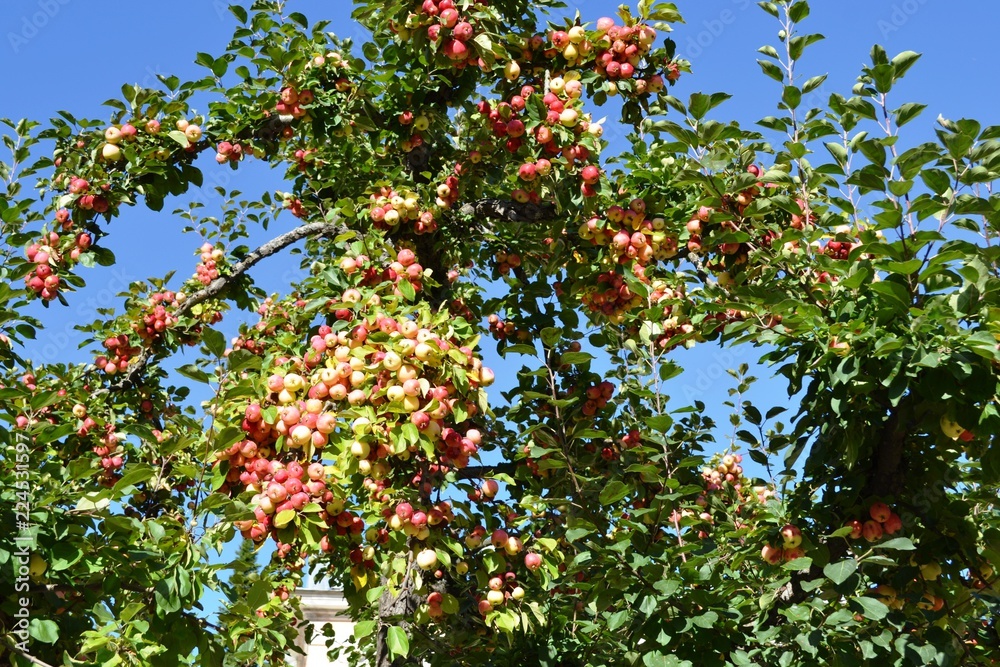 Red apples on apple tree branch, gardening, harvesting Red apples on apple tree branch, gardening, harvesting