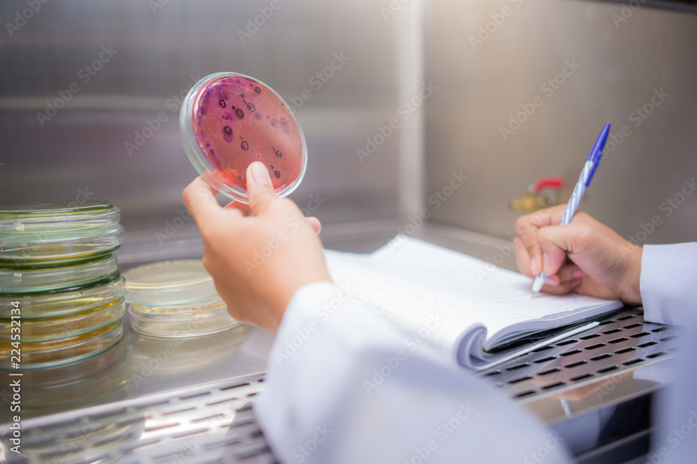 hand holding Petri dishes in a incubator thermostat Stock Photo Adobe Stock