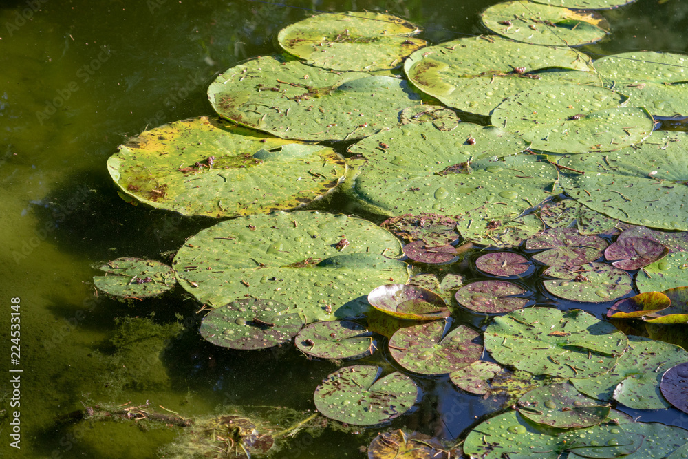 water lily in pond water lily in pond