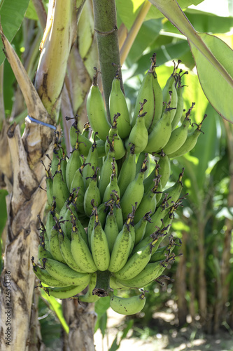 banana tree with unripe raw green bananas bunches growing ripen on the plantation at organic banana farm. food and agricultural concept.