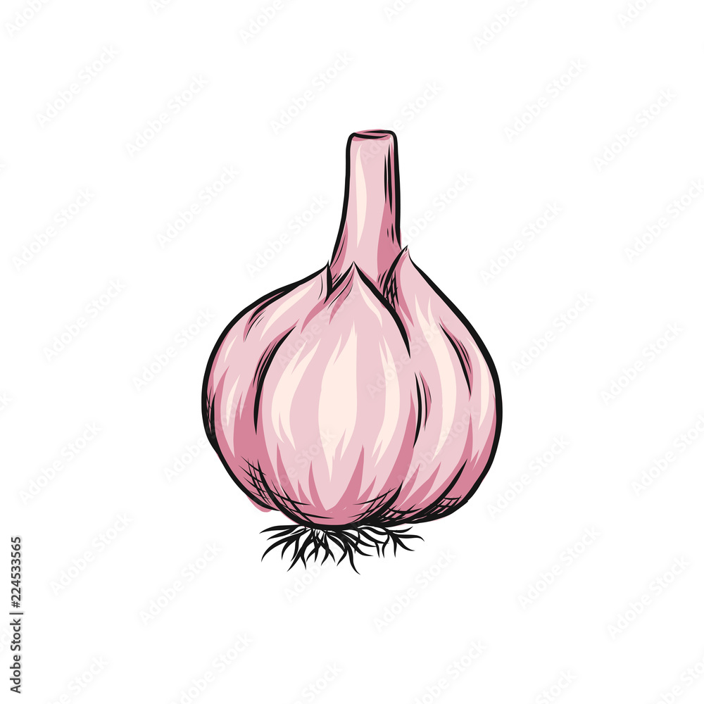 Garlic vector outline illustration. Vegetable food concept. For poster, banner, logo, icon, sticker, menu design, restaurants, cafe, receipe book, farm product, garlic dressing