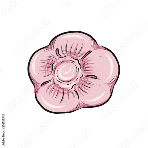 Garlic vector outline illustration. Vegetable food concept. For poster, banner, logo, icon, sticker, menu design, restaurants, cafe, receipe book, farm product, garlic dressing