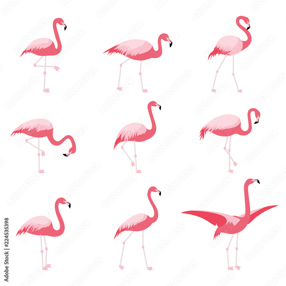 Φωτογραφία Set of isolated pink flamingoes, tropical flamingo