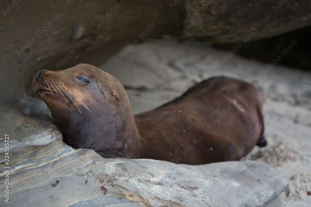 Fototapeta premium Sealions