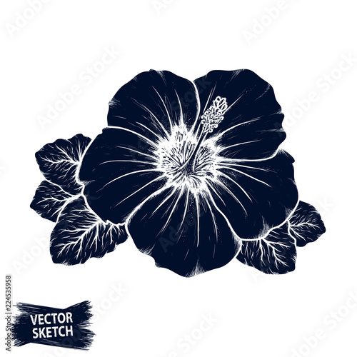 Hibiscus flower sketch. Tropical plant doodle. Floral scrawl. Scribble vector. Jungle nature. Hand drawn effect petal illustration. Highly detailed hibiscus blossom and leaves drawing.