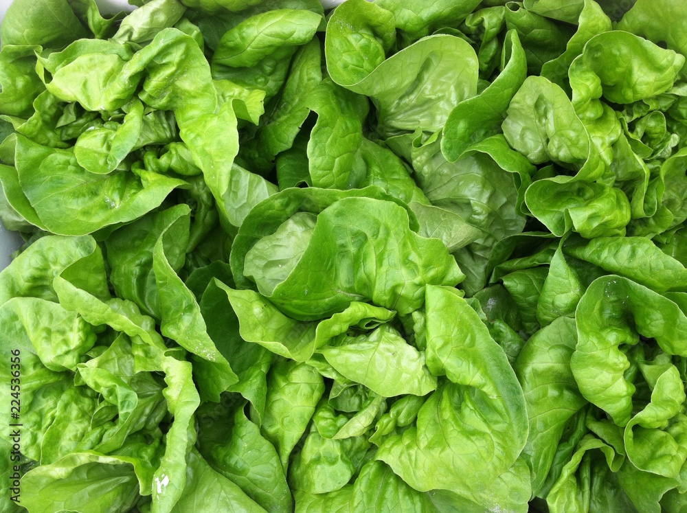 LETTUCE LETTUCE