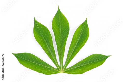 Green cassava leave on white background