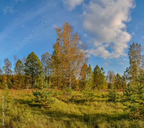 Sunny autumn evening in the country.Shadows from the setting sun.
