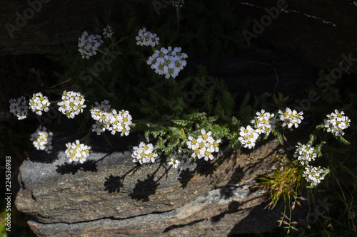 Alpine flower Achillea nana (Dwarf alpine yarrow) at 2600 m. of altitude. The plants of the genus Achillea have various medicinal properties and are the basis of various tonic liquor.