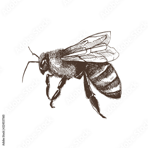 Fototapeta Hand drawn honeybee in sketch style  isolated on white background