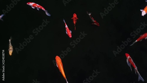 Koi fish, Fancy Carp are swimming