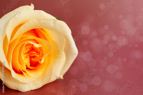 White rose on a claret background. Macro. White rose and glare on a claret background create a romantic mood. Flower close-up.