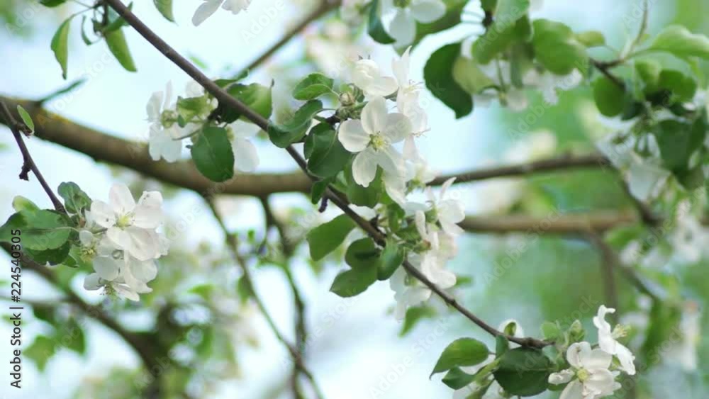 Branches Of A Blossoming Apple Tree In The Soft Evening Light Branches Of A Blossoming Apple Tree In The Soft Evening Light