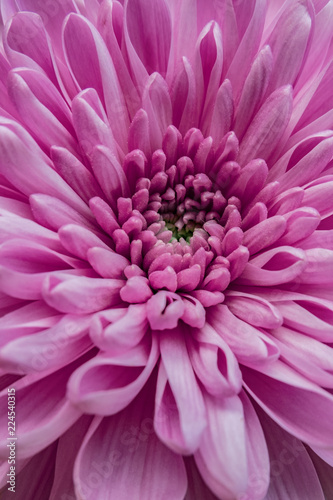 Close up of purple  lilac chrysanthemum