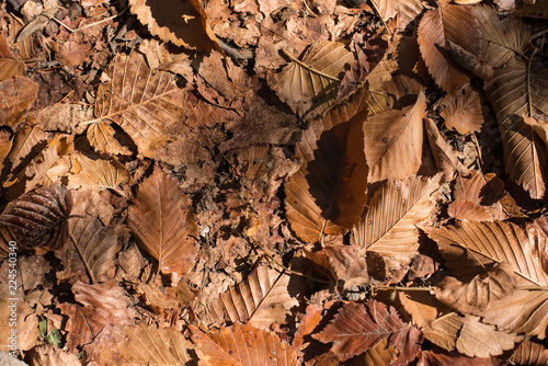 Dry leaves in the forest