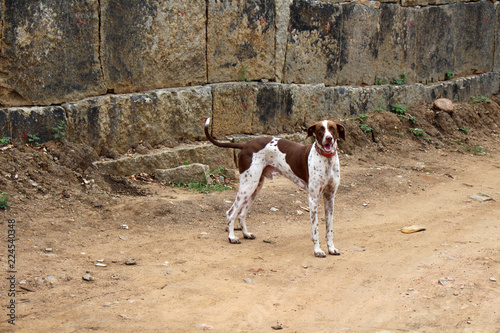 A dog is relaxing around the sellers in Hampi