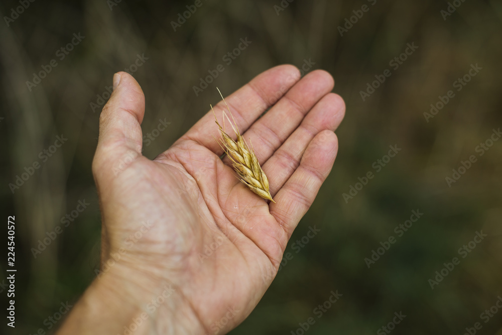 agriculture grain cereal