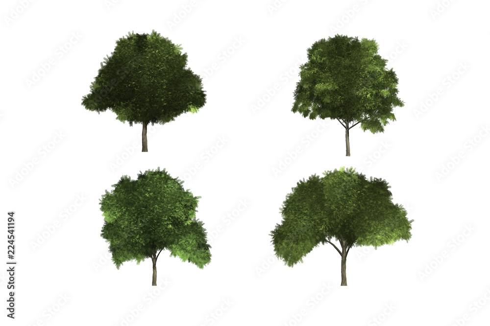 Fototapeta premium tree white background isolated Christmas green wood leaf