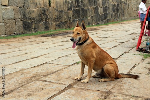 A dog is relaxing around the sellers in Hampi photo