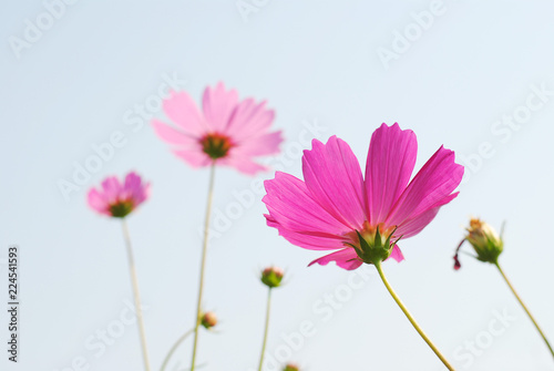 pink flowers cosmos sky background
