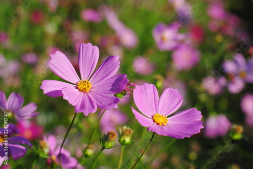 cosmos flowers pink color background wallpaper nature