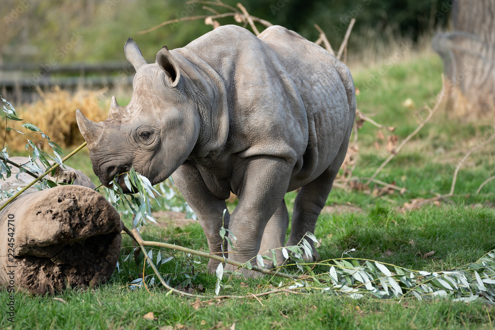 Obraz premium Baby Rhino