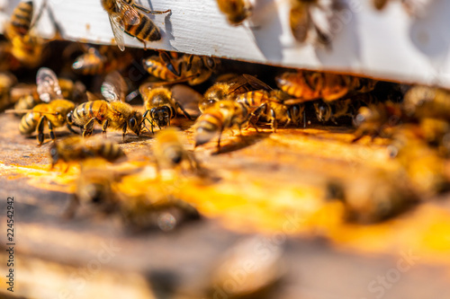 Macro Honey Beehive © John