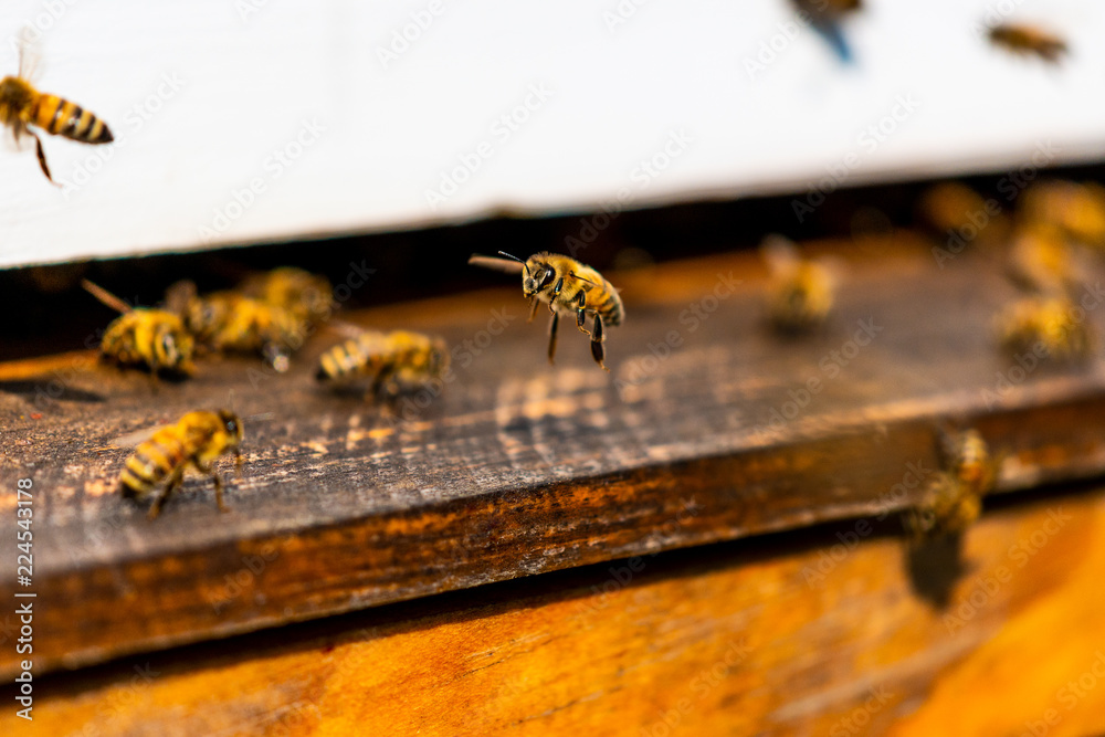 Macro Honey Beehive