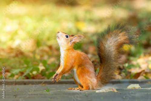 Squirrel in the autumn park