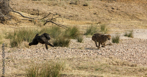 Photography Baboon chasing a cheetah