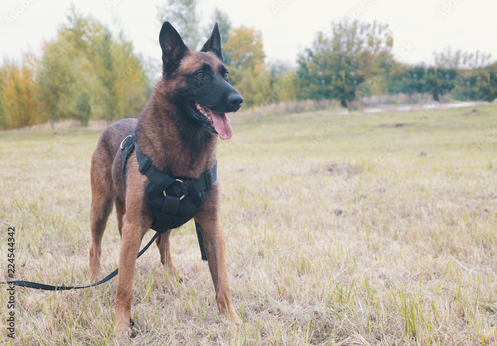 Big trained german shepherd dog on a leash standing on a field