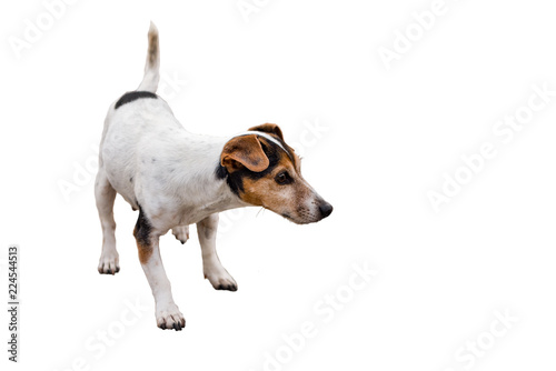 Jack Russell Terrier 11 years old, hair style smooth - Cute little dog - isolated against white background 