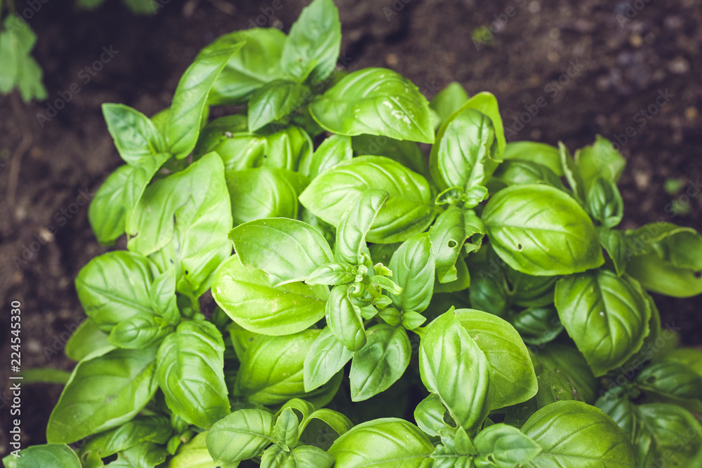 fresh bio garden herbs fresh bio garden herbs