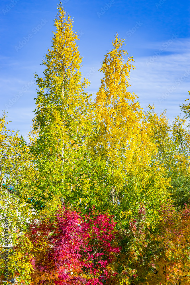 Fototapeta premium Yellow, green, red leaves on trees in autumn, natural landscape,