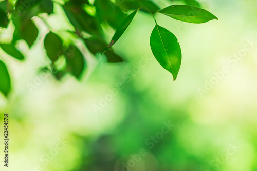 close-up natural view of green leaves in garden, sunlight though tree leaves in summer time, abstract nature background