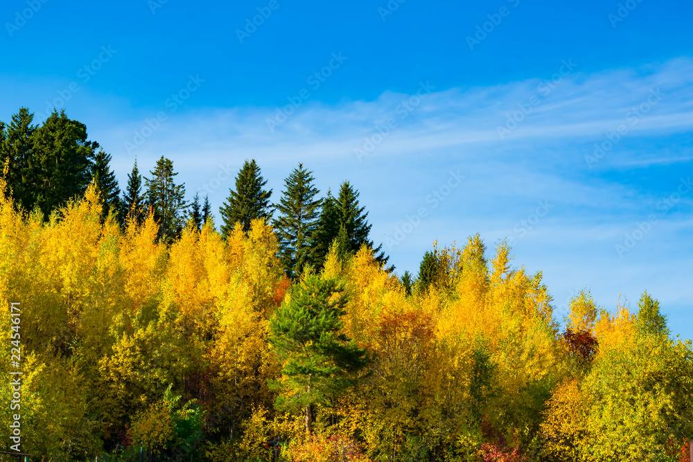 Yellow, green, red leaves on trees in autumn, natural landscape,

