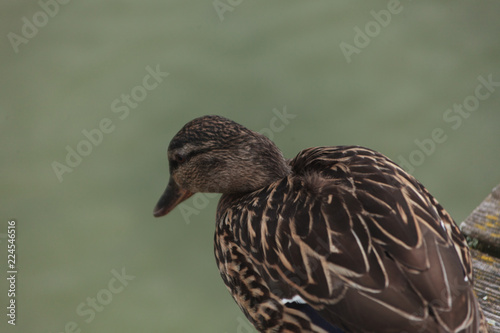 Braune Ente blickt auf See Chiemsee Tier See Landschaft