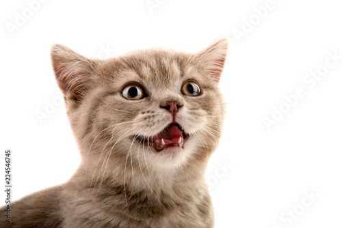 Fototapeta Naklejka Na Ścianę i Meble -  muzzle little  kitten