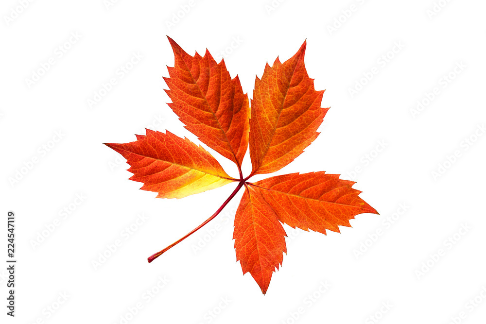 Autumn colors leaves, deep red and yellow foliage isolated on white background Autumn colors leaves, deep red and yellow foliage isolated on white background