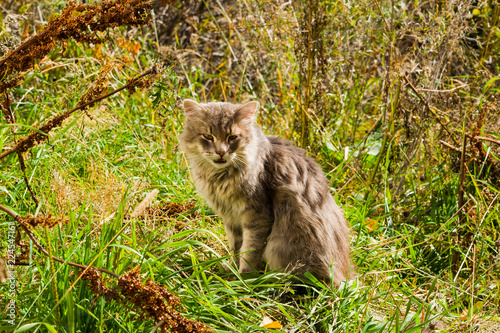 Grey shaggy domestic cat sitting in yellow and green grass in meadow, autumn landscape 