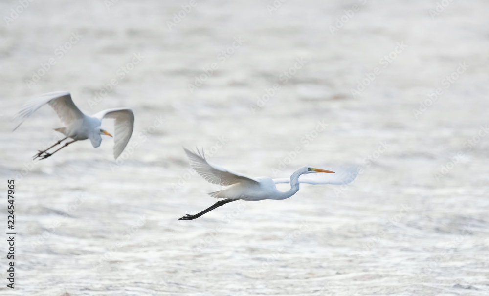 Fliegende Silberreiher über dem Wasser Fliegende Silberreiher über dem Wasser