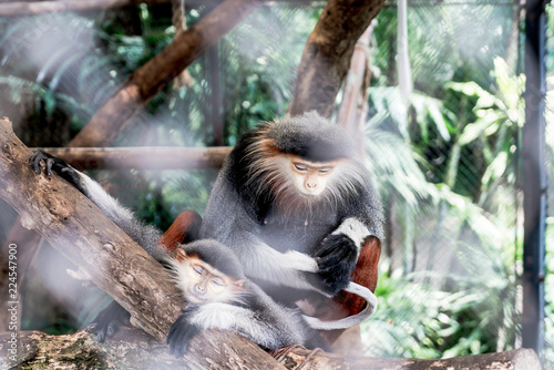 Red-shanked Douc in the zoo photo