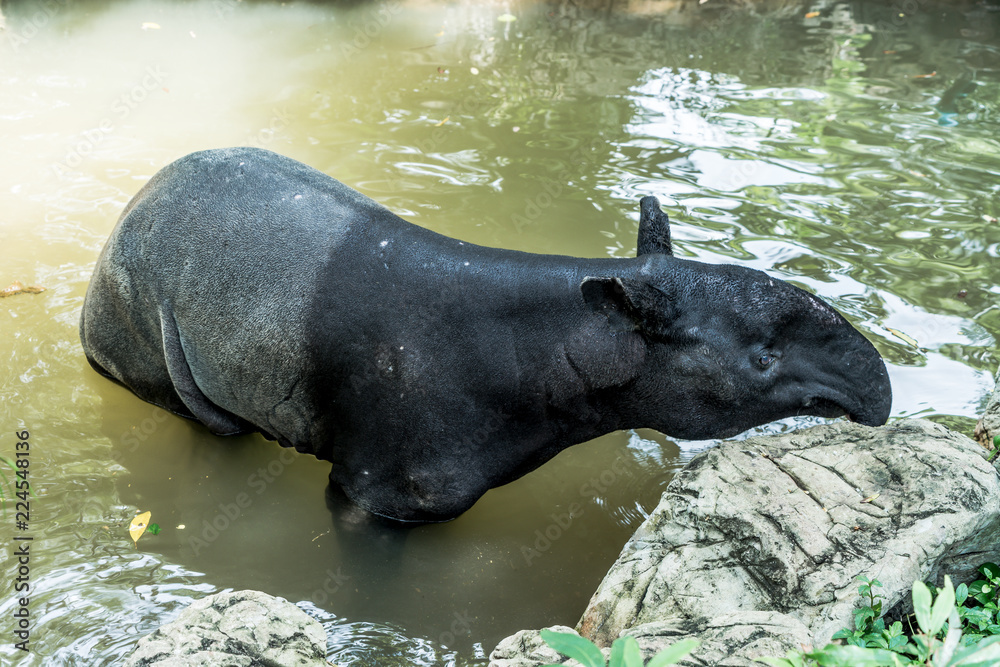 tapir in the zoo tapir in the zoo