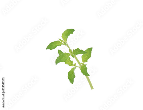 Holy basil on white background