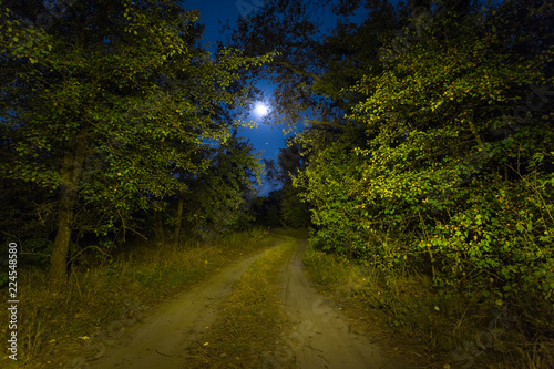 night scene, road through the forest in a moonshine