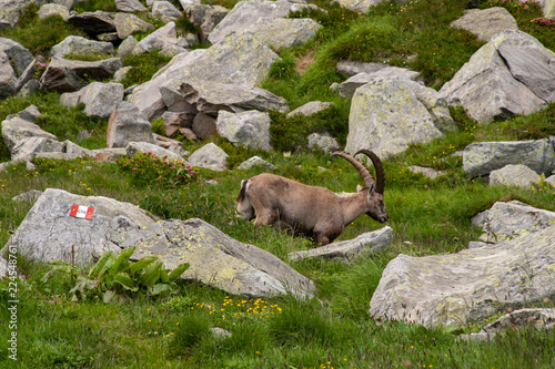 Some young ibex graze in a meadow between the rocks in the high mountains